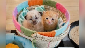 Illustration : "Ces 2 chatons trouvés dans une boîte en carton ont les plus adorables des nounous dans leur famille d’accueil (vidéo)"