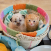 Illustration : Ces 2 chatons trouvés dans une boîte en carton ont les plus adorables des nounous dans leur famille d’accueil (vidéo)
