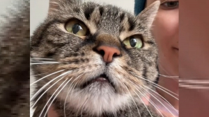 Illustration : Le sort d'une chatte de 17 ans émeut un couple visitant par simple curiosité le refuge où elle attend sa chance depuis 5 ans (vidéo)