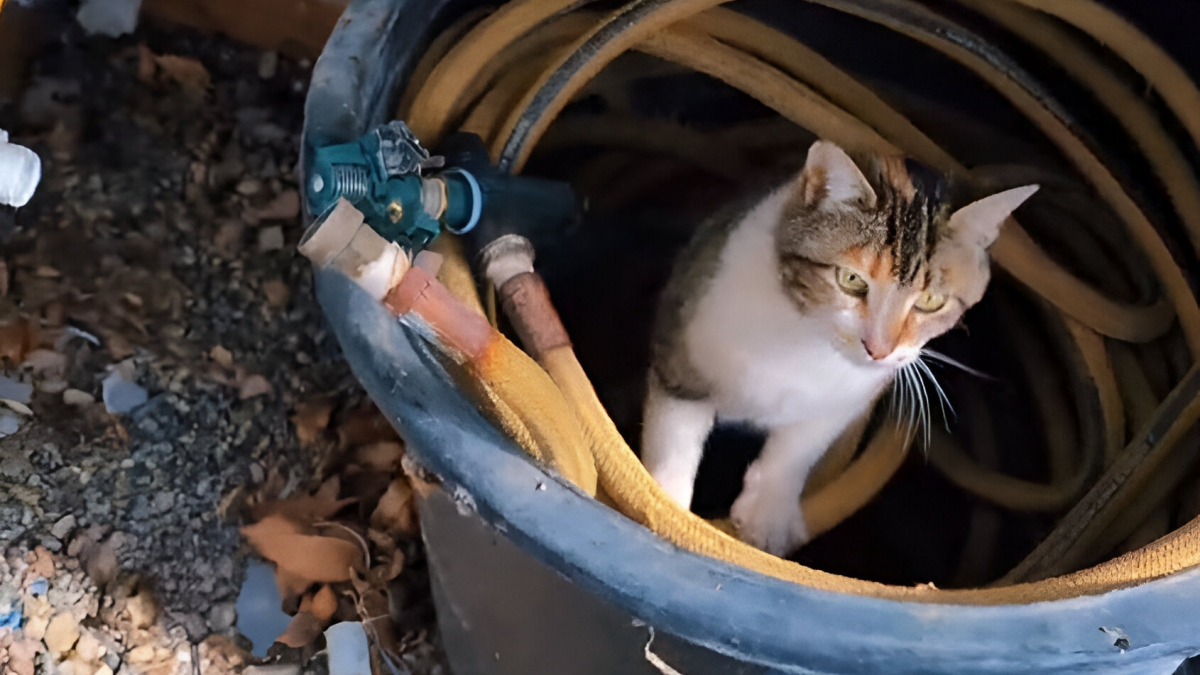 Illustration : "Un couple découvre avec stupeur qu’une chatte errante a élu domicile dans sa serre et qu’elle n’est pas seule (vidéo)"