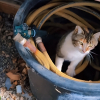 Illustration : Un couple découvre avec stupeur qu’une chatte errante a élu domicile dans sa serre et qu’elle n’est pas seule (vidéo)