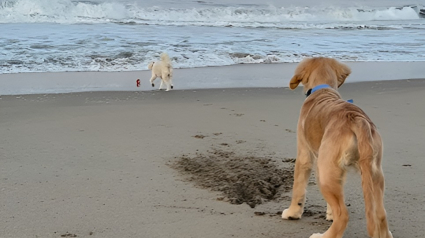 Illustration : En voyant un chiot en mauvaise posture, un chien bienveillant accourt pour l'aider (vidéo)