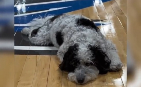 L'émouvant hommage posthume rendu au premier chien de soutien émotionnel de l'équipe de basket professionnelle des Dallas Mavericks en NBA