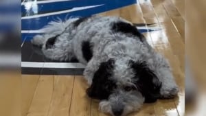 Illustration : "L'émouvant hommage posthume rendu au premier chien de soutien émotionnel de l'équipe de basket professionnelle des Dallas Mavericks en NBA"