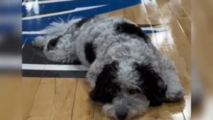 Illustration : L'émouvant hommage posthume rendu au premier chien de soutien émotionnel de l'équipe de basket professionnelle des Dallas Mavericks en NBA