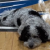 Illustration : L'émouvant hommage posthume rendu au premier chien de soutien émotionnel de l'équipe de basket professionnelle des Dallas Mavericks en NBA