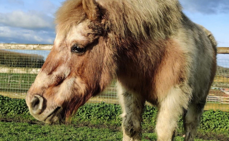 La SPA fête le 10e anniversaire de son Grand Refuge, havre de paix pour les chevaux et les animaux de ferme