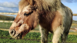 Illustration : La SPA fête le 10e anniversaire de son Grand Refuge, havre de paix pour les chevaux et les animaux de ferme