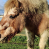 Illustration : La SPA fête le 10e anniversaire de son Grand Refuge, havre de paix pour les chevaux et les animaux de ferme
