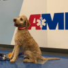 Illustration : La noble mission de Freddie, chien de thérapie aidant secouristes et ambulanciers à combattre le stress lié à leur travail