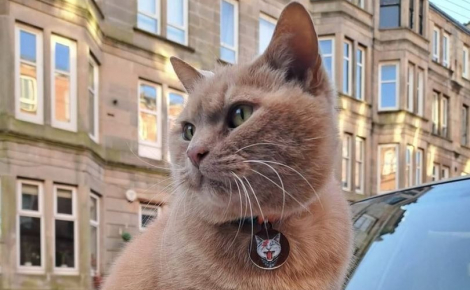 Considéré comme une attraction touristique de sa ville, ce chat roux est maintenant signalé sur Google Maps