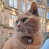 Illustration : Considéré comme une attraction touristique de sa ville, ce chat roux est maintenant signalé sur Google Maps