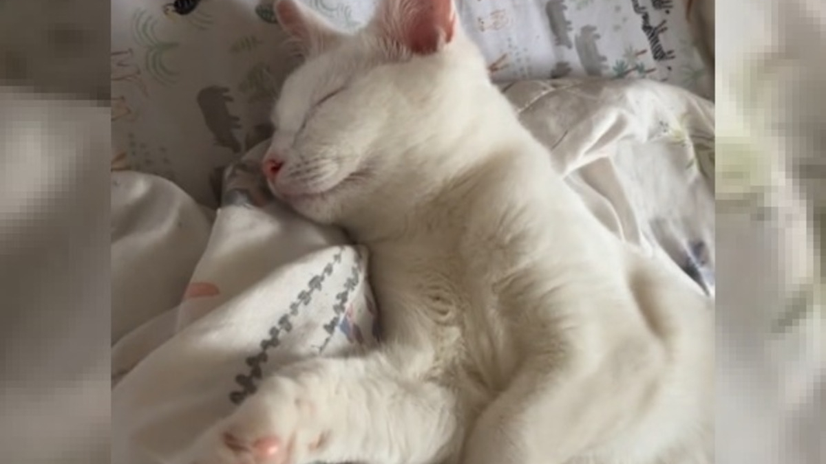 Illustration : "L'adorable moment où la propriétaire attentionnée d'une chatte sourde endormie la réveille pour la prévenir de son retour (vidéo)"