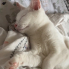 Illustration : L'adorable moment où la propriétaire attentionnée d'une chatte sourde endormie la réveille pour la prévenir de son retour (vidéo)