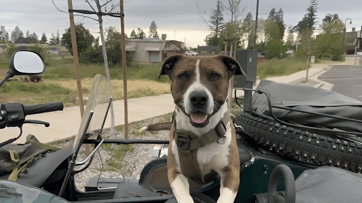 Illustration : "Passionnée de moto comme son maître, cette chienne l’accompagne en side-car dans toutes ses aventures"