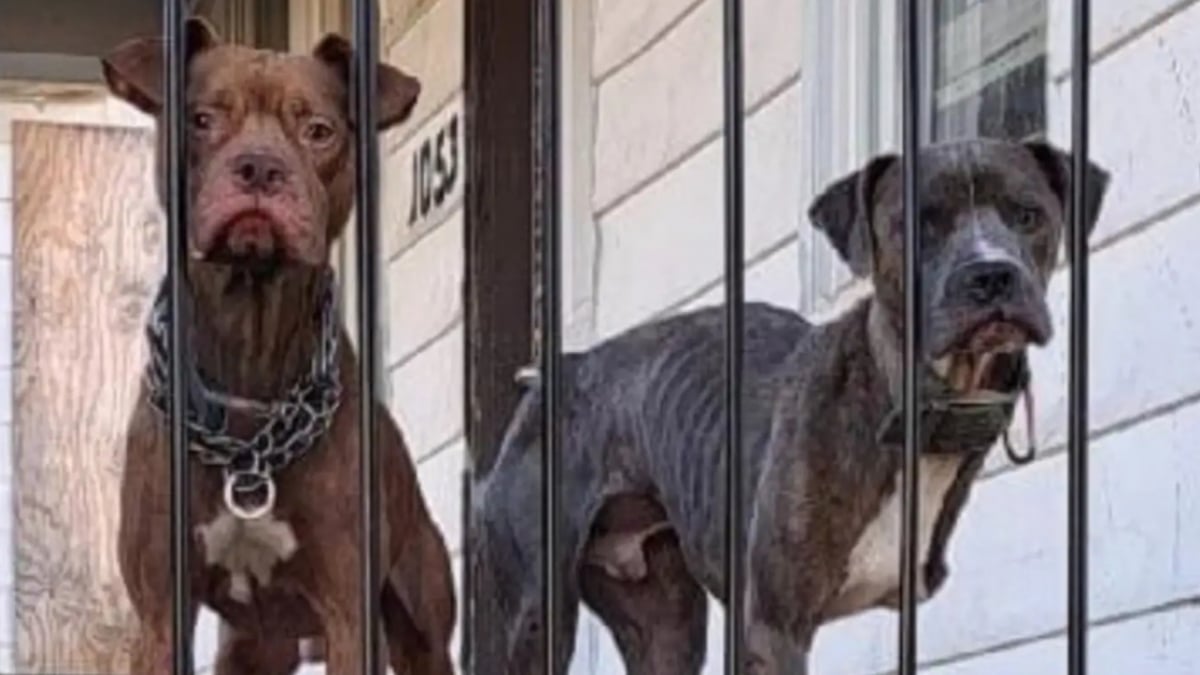 Illustration : "Ces chiens portent la détresse sur leur visage après avoir été trahi par leur famille et attendent l'aide des passants"