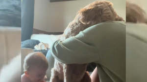 Illustration : "Le moment touchant où un chien se sentant délaissé après l'arrivée du bébé tombe dans les bras de sa maîtresse prise de remords (vidéo)"