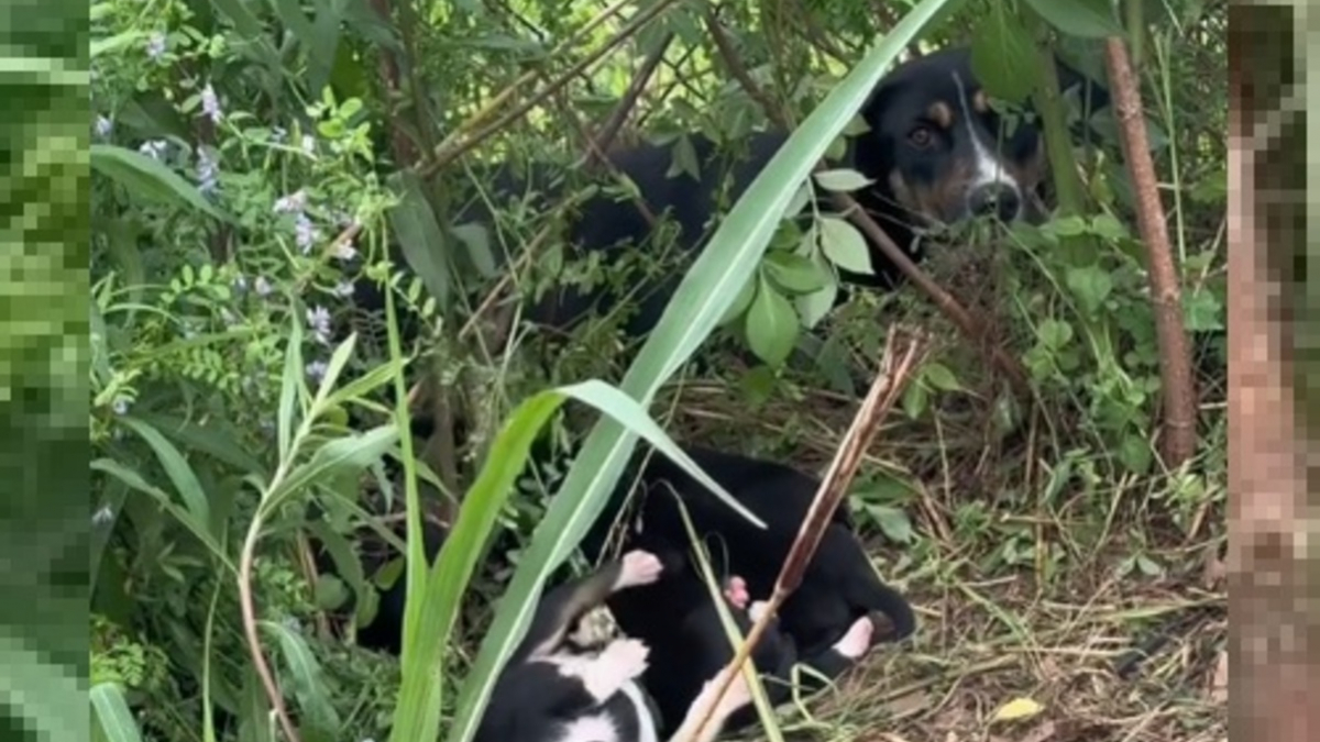 Illustration : "Une chienne passe de la peur et l'épuisement à l'espoir après sa découverte fortuite au bord d'une route avec ses chiots (vidéo)"