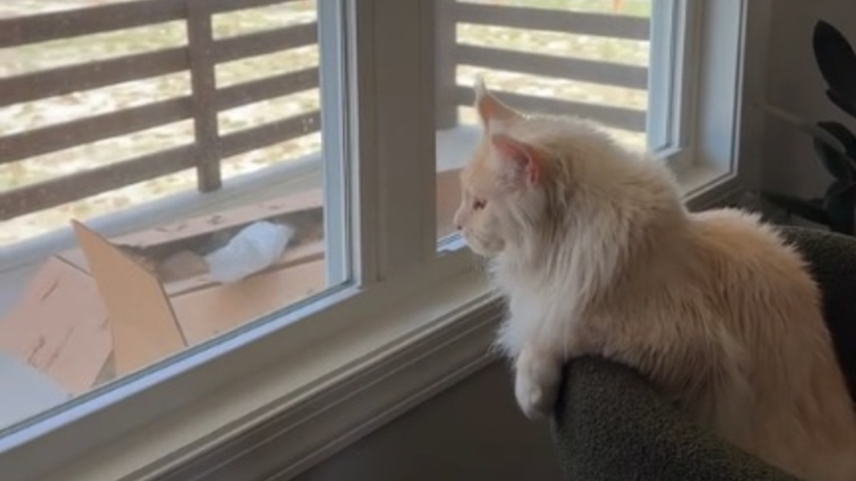 Illustration : "Ce chat géant attendait depuis si longtemps de se retrouver de l'autre côté de la fenêtre qu'il croyait rêver en découvrant son petit paradis (vidéo) "