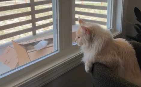 Ce chat géant attendait depuis si longtemps de se retrouver de l'autre côté de la fenêtre qu'il croyait rêver en découvrant son petit paradis (vidéo) 