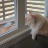 Illustration : Ce chat géant attendait depuis si longtemps de se retrouver de l'autre côté de la fenêtre qu'il croyait rêver en découvrant son petit paradis (vidéo) 