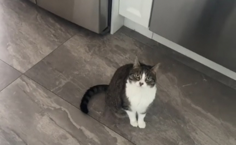 La réaction déchirante d'une chatte comprenant qu'elle ne prendra plus le petit déjeuner avec sa soeur disparue la veille (vidéo)