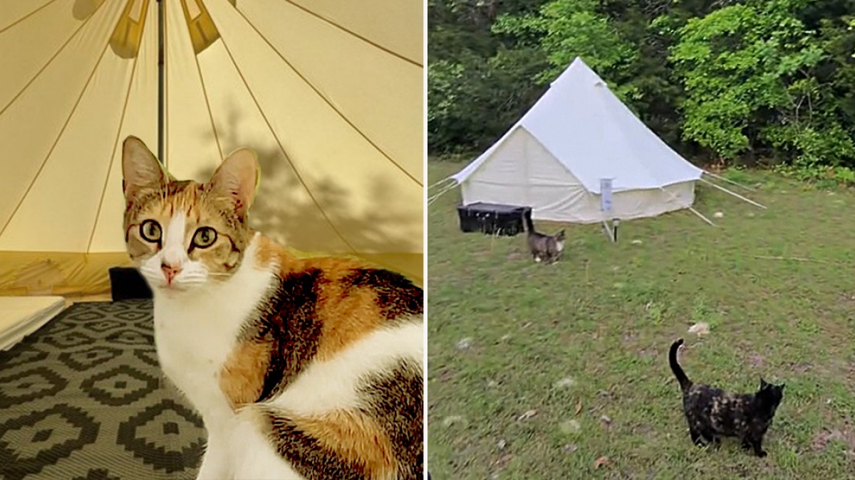 Illustration : "Dans ce camping insolite, les vacanciers partagent leur tente avec des chats qu’ils peuvent adopter après leur séjour (vidéo)"