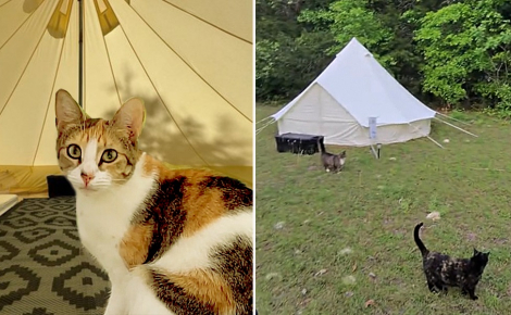 Dans ce camping insolite, les vacanciers partagent leur tente avec des chats qu’ils peuvent adopter après leur séjour (vidéo)
