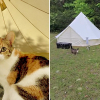Illustration : Dans ce camping insolite, les vacanciers partagent leur tente avec des chats qu’ils peuvent adopter après leur séjour (vidéo)