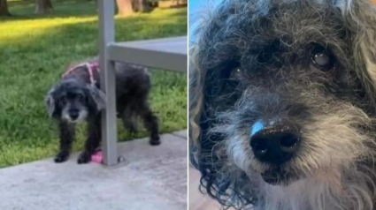 Illustration : Sourde et pratiquement aveugle, une chienne âgée est retrouvée abandonnée dans un parc avec une note déchirante (vidéo)