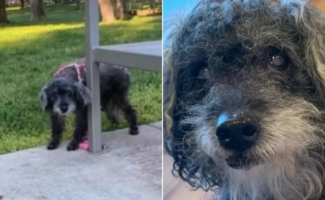 Sourde et pratiquement aveugle, une chienne âgée est retrouvée abandonnée dans un parc avec une note déchirante (vidéo)