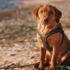 Illustration : L'association française "Les Chiens du Silence" qui forme des chiens d'assistance pour personnes malentendantes reçoit le soutien de la Royal Canin Foundation