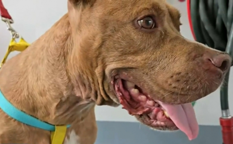 Malade et blessée par la méchanceté humaine, une chienne abandonnée devant une caserne de pompiers déclenche une décision catégorique chez sa famille d'accueil