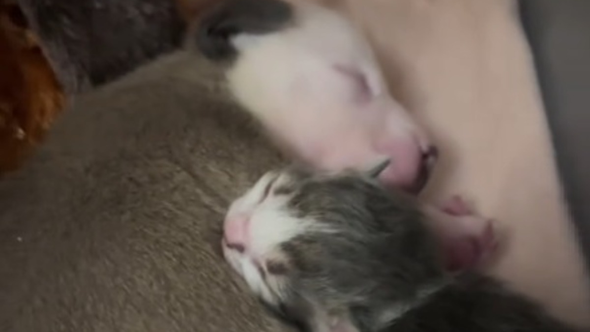 Illustration : "Rejetés par leurs mères respectives, un chaton et un chiot nouveau-nés trouvent du réconfort dans leur merveilleuse amitié (vidéo)"