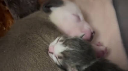 Illustration : Rejetés par leurs mères respectives, un chaton et un chiot nouveau-nés trouvent du réconfort dans leur merveilleuse amitié (vidéo)