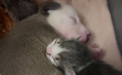 Rejetés par leurs mères respectives, un chaton et un chiot nouveau-nés trouvent du réconfort dans leur merveilleuse amitié (vidéo)
