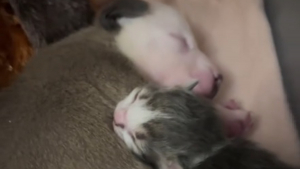 Illustration : Rejetés par leurs mères respectives, un chaton et un chiot nouveau-nés trouvent du réconfort dans leur merveilleuse amitié (vidéo)