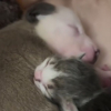 Illustration : Rejetés par leurs mères respectives, un chaton et un chiot nouveau-nés trouvent du réconfort dans leur merveilleuse amitié (vidéo)