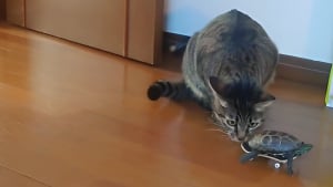 Illustration : Cette tortue utilise un moyen de locomotion original pour suivre sa meilleure amie féline plus rapidement (vidéo)