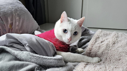Illustration : Gravement blessé lorsqu’il était chaton, cet adorable chat handicapé apprend à profiter de la vie au sein d’un sanctuaire unique en son genre