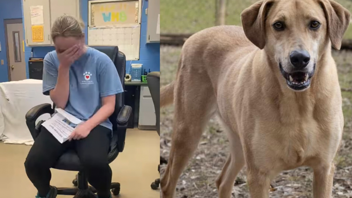 Illustration : "Les larmes de joie d'une bénévole découvrant le jour de son anniversaire une surprise au sujet d'un chien qui attendait une famille depuis 1200 jours"