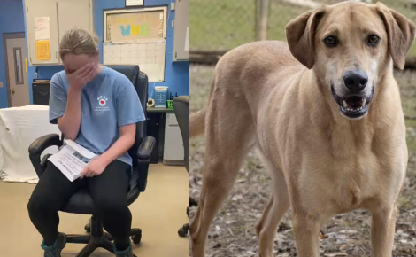 Les larmes de joie d'une bénévole découvrant le jour de son anniversaire une surprise au sujet d'un chien qui attendait une famille depuis 1200 jours