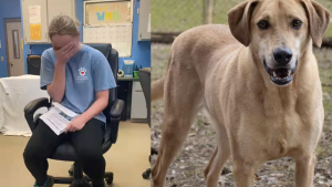 Illustration : "Les larmes de joie d'une bénévole découvrant le jour de son anniversaire une surprise au sujet d'un chien qui attendait une famille depuis 1200 jours"
