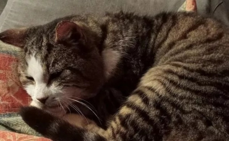 L'appel invraisemblable d'un vétérinaire à la propriétaire d'un chat dont elle n'avait plus de nouvelles depuis 12 ans