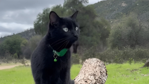Illustration : "Malgré son handicap, cette petite chatte aventurière ne renonce pas à sa passion de l’escalade et fait vivre toutes les émotions à ses maîtres (vidéo)"