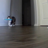Illustration : À peine parti en vacances, un propriétaire affligé est sur le point de faire demi-tour en voyant son chat sur la caméra (vidéo)