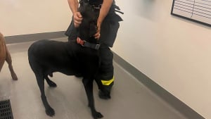 Illustration : Un chien fait intervenir les pompiers chez le toiletteur en déclenchant accidentellement l’alarme incendie