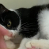 Illustration : Des mois après son sauvetage et alors que ses chatons ont été adoptés, cette chatte affectueuse mais "trop timide" attendait toujours sa chance (vidéo)