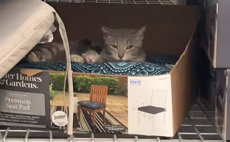Une sauveteuse de chat fait une découverte inattendue dans le rayonnage d’un supermarché local (vidéo)