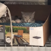 Illustration : Une sauveteuse de chat fait une découverte inattendue dans le rayonnage d’un supermarché local (vidéo)